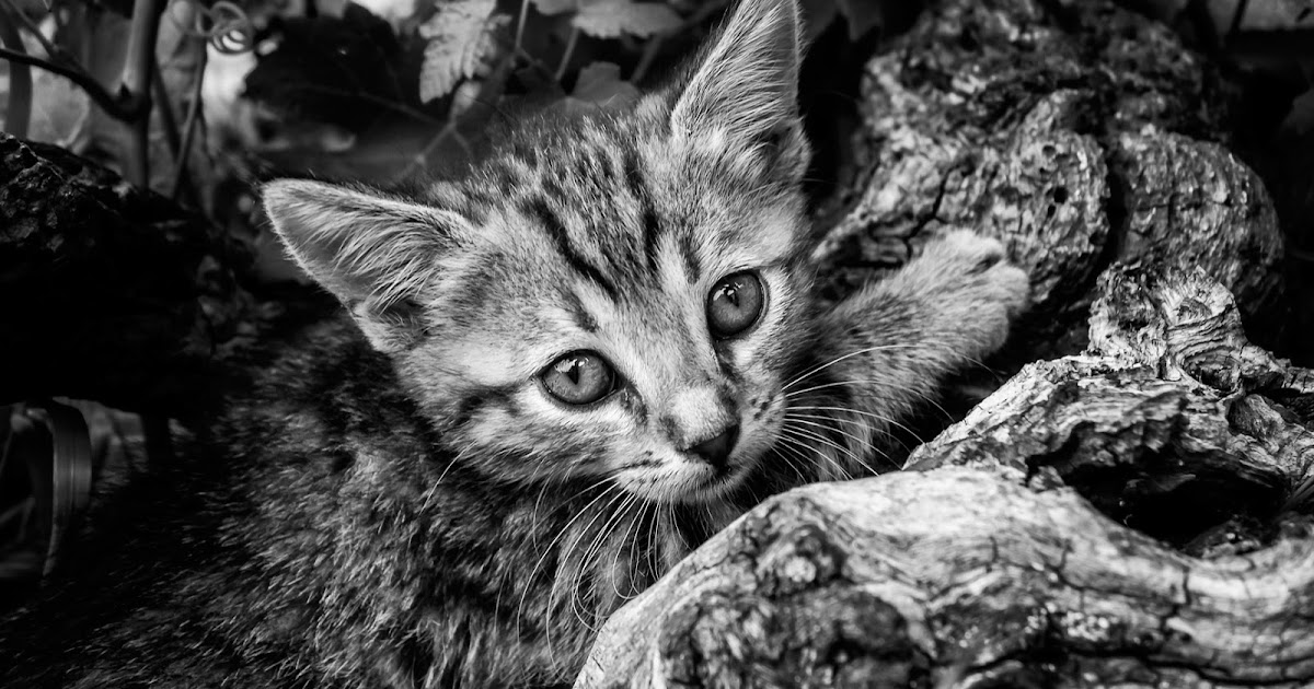 365-photo-project-357-365-kitten