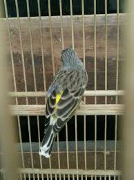 Cara Jitu Perawatan Blackthroat Agar Cepat Gacor Buka Sayap Bosskicau