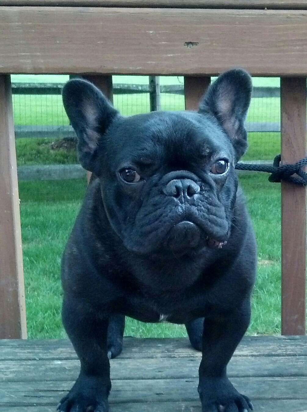 Fayme French Bulldogs Adorable French Bulldog For Sale