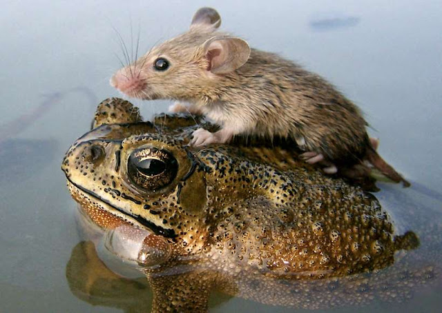 O adorável convívio na vida animal Elfandarilha