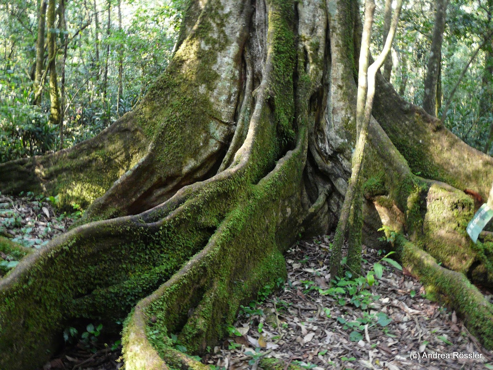Andrea Rössler auf Weltreisen Kakamega Forest, Kenia
