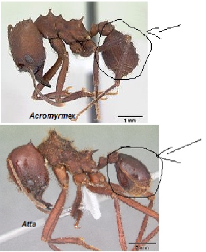 O Império Myrmex: Diferença entre Atta e Acromyrmex