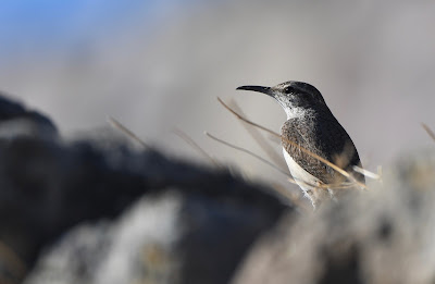 Rock Wren, Salpinctes obsoletus