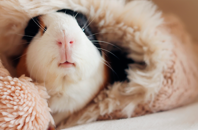 suavidad cobaya fotografia Kevin