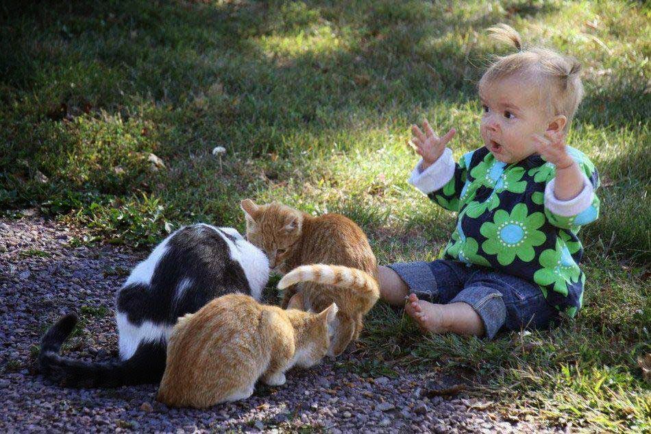 Surprised Child with Cats Love