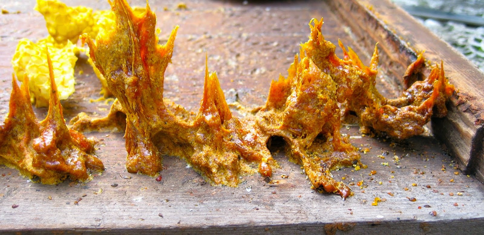 Propolis nedir Propolis nedir