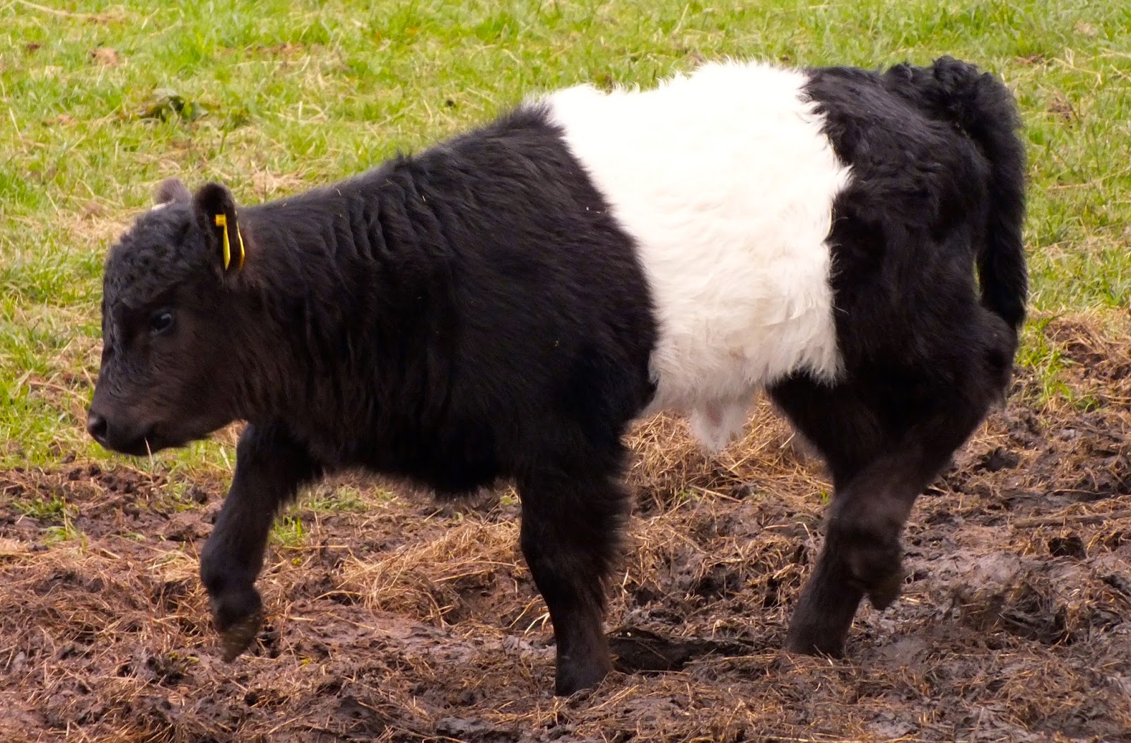 The Mowdog On The Road... BELTED GALLOWAYS ('Woolling Bullings') in