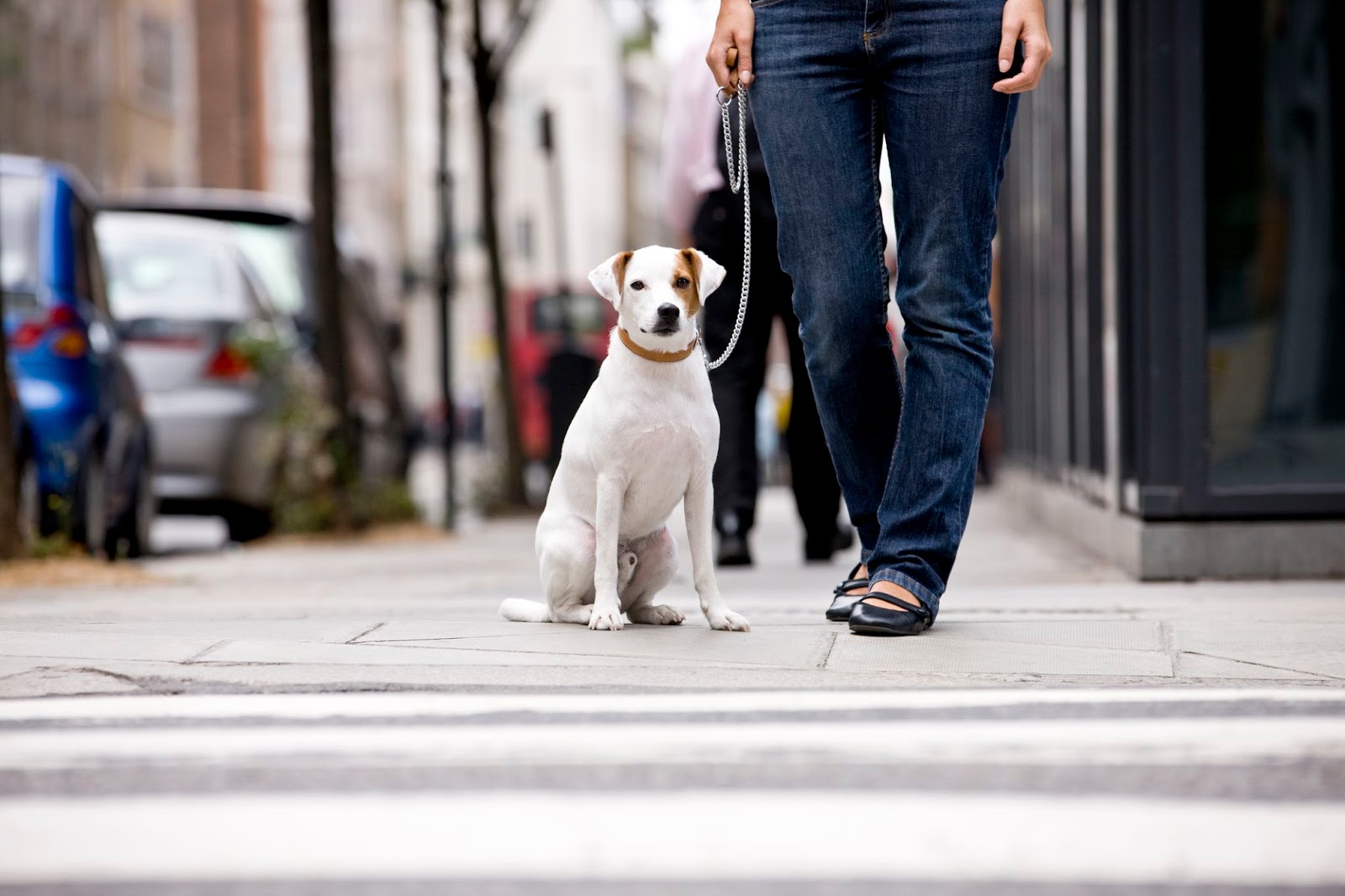 The walking pet. Идеальная собака. Walking Pets. Во что поиграть с собакой на улице. Фото собаки для занятых людей.