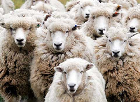 Ημαθία: Του άρπαξε τα πρόβατα μπροστά στα μάτια του!
