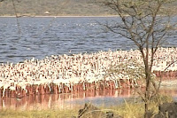 Kenya-lac Bogoria 5