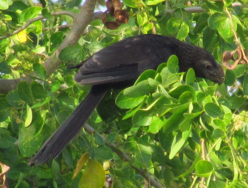 Foto Blog Puerto Rico Fotos de Aves en Puerto Rico