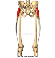 Muscles of the Lower Limb ~ Anatomy for MSP
