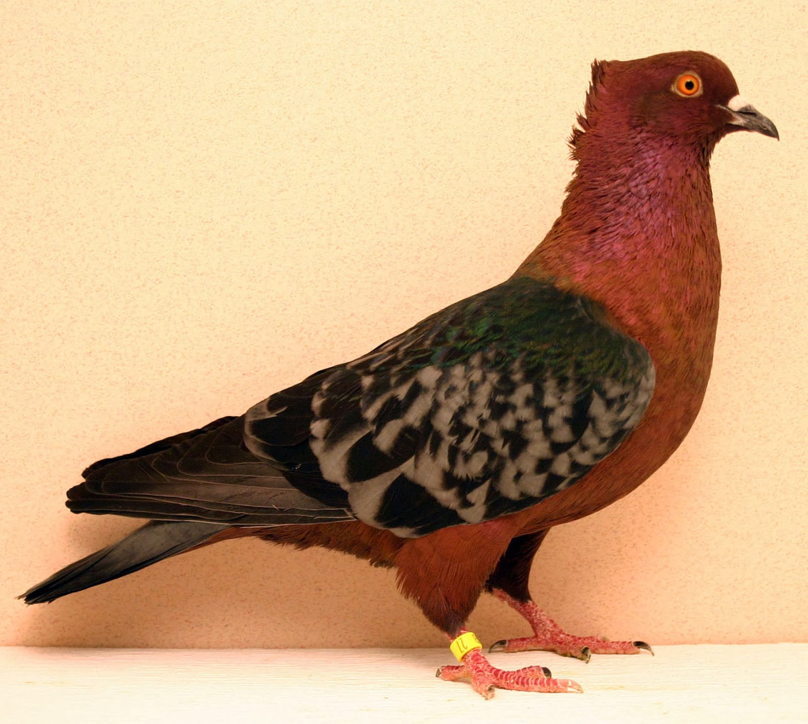 archangel-pigeon-with-origin-description-size-comment-and-pictures
