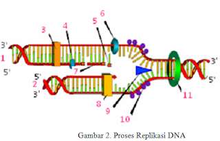 BIOLOGI I: Biologi Molekuler : Replikasi DNA