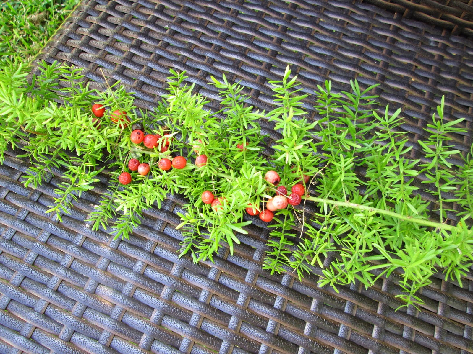 Garden Notes from Hawaii ASPARAGUS FERN (Asparagus aethiopicus)