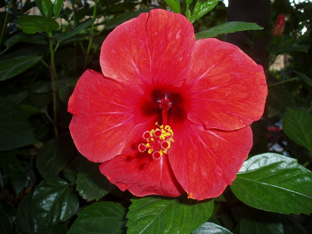 Flor-de-PACÍFICO-Hibiscus-rosa-sinensis