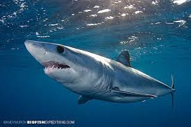 Mako shark