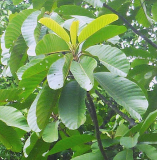  Tanaman bengang yaitu tanaman pohon yg sering kita jumpai di sekitar kita Manfaat & Khasiat Bengang ( Neesia Altissima Bl.)