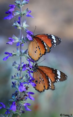 butterfly images