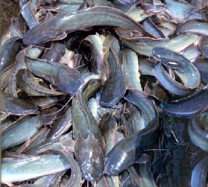 penyebab ikan lele banyak yang mati penyebab ikan lele banyak yang mati