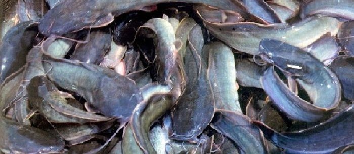 Penyebab Ikan Lele Banyak yang Mati