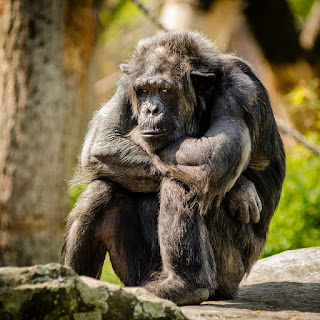 Sad monkey wants you to feel sorry for him