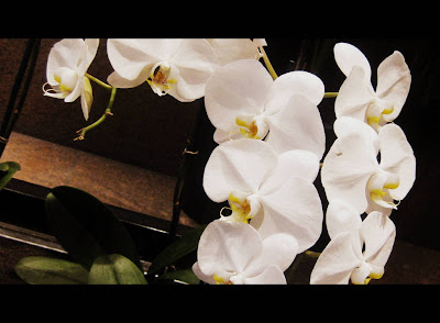 Orchids in the Lobby - Photo by Michelle Judd of Taste As You Go