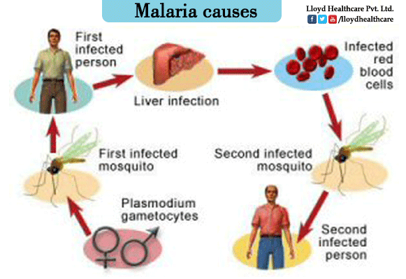 All about Malaria Fever