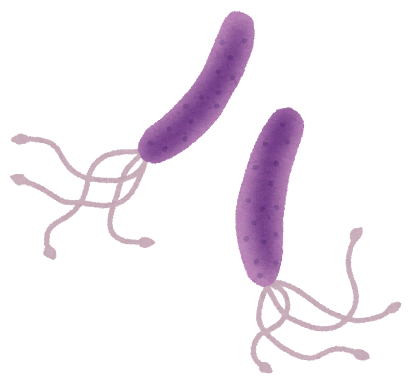 図：ピロリ菌