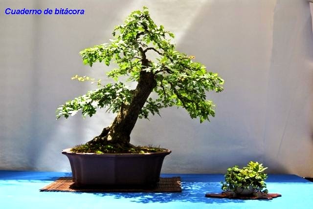 Cuaderno de Bitácora: IX Exposición de Bonsái y Suiseki "Ciudad de