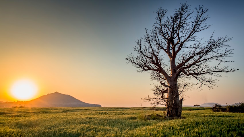 Old Tree With Sunset Old Tree With Sunset