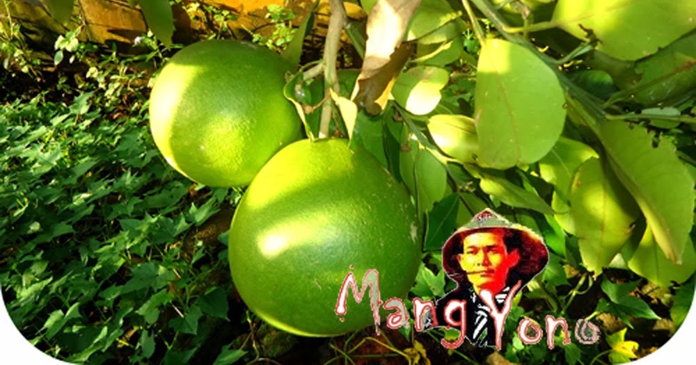 Musim Jeruk Bali ( Pamelo ) Tapi Jeruk Bali Akan Berbuah Sepanjang Tahun