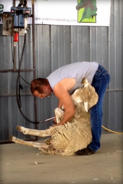Kentucky Sheep and Fiber Festival