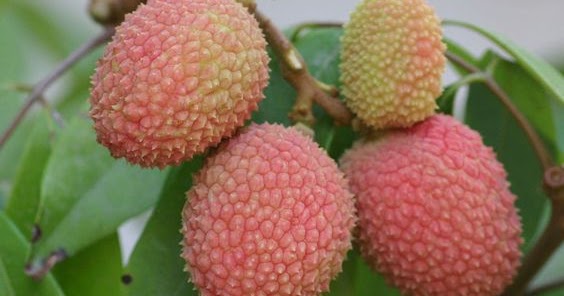 G 4 Gardening Lychee Fruits How To Grow Lychee Plant Growing Lychee Tree In Your Garden,50th Anniversary Mustang