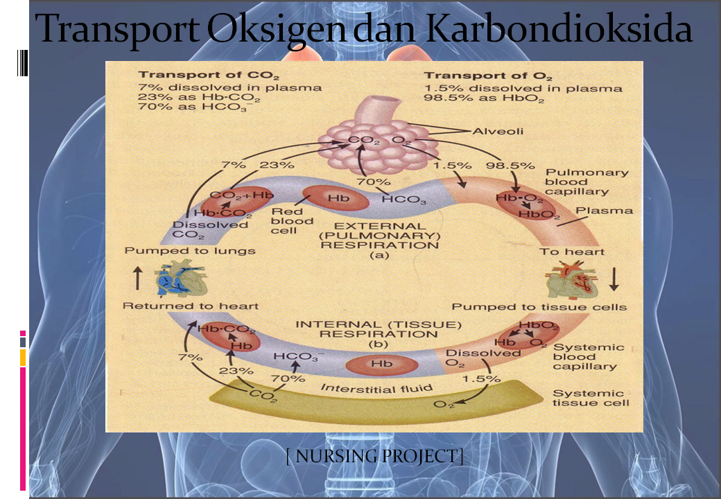 NURSING PROJECT: ANATOMI DAN FISIOLOGI SISTEM RESPIRASI