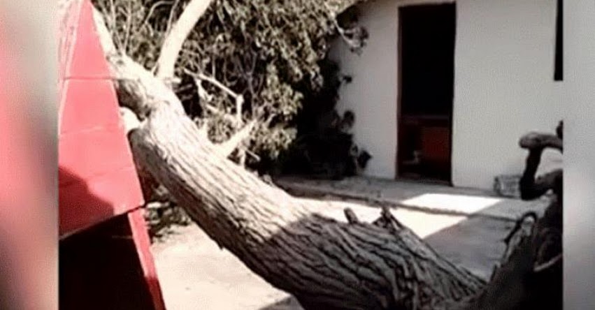 Denuncian negligencia por caída de un árbol en zona de juegos del colegio «Los Precursores» en Surco Denuncian negligencia por caída de un árbol en zona de juegos del colegio «Los Precursores» en Surco