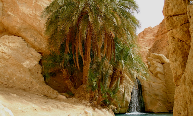 Desert spring of Chebika, Tunisia Desert spring of Chebika, Tunisia