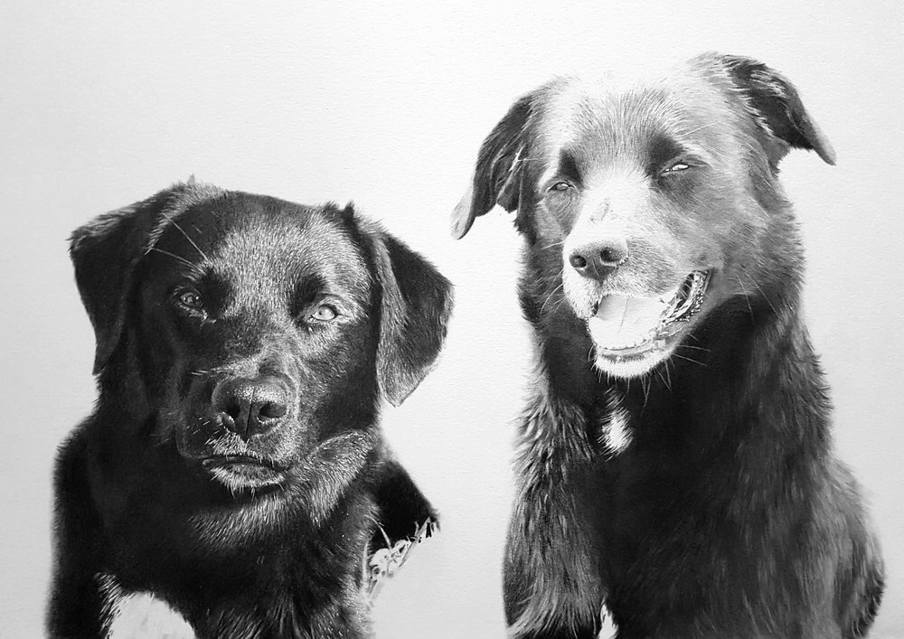 03-Labs-Dogs-Cats-Horses-and-Cows-Pencil-Drawings-www-designstack-co