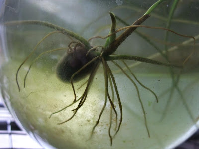 lotus seed sprouting, spreading roots in water, mud