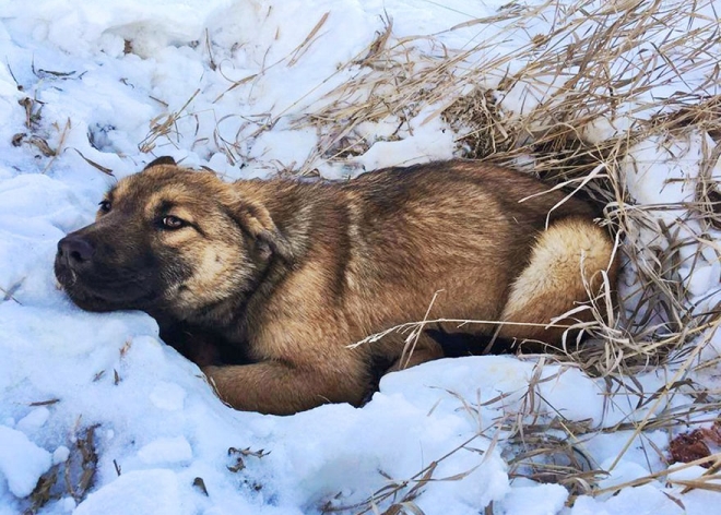 White Wolf : Stray Puppy Hit By Car And Unable To Move, Finally Spotted  After 12 Hours In Cold
