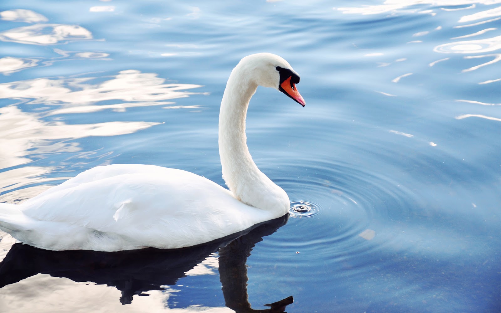 A Place For Free HD Wallpapers | Desktop Wallpapers: Swan ...