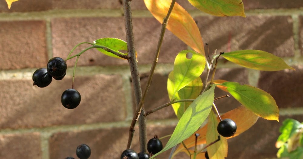 Raw Edible Plants Black chokeberry (Aronia melanocarpa)