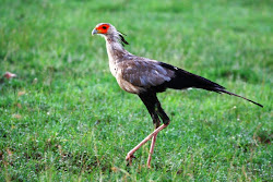 secretary birds bird animals animal legs