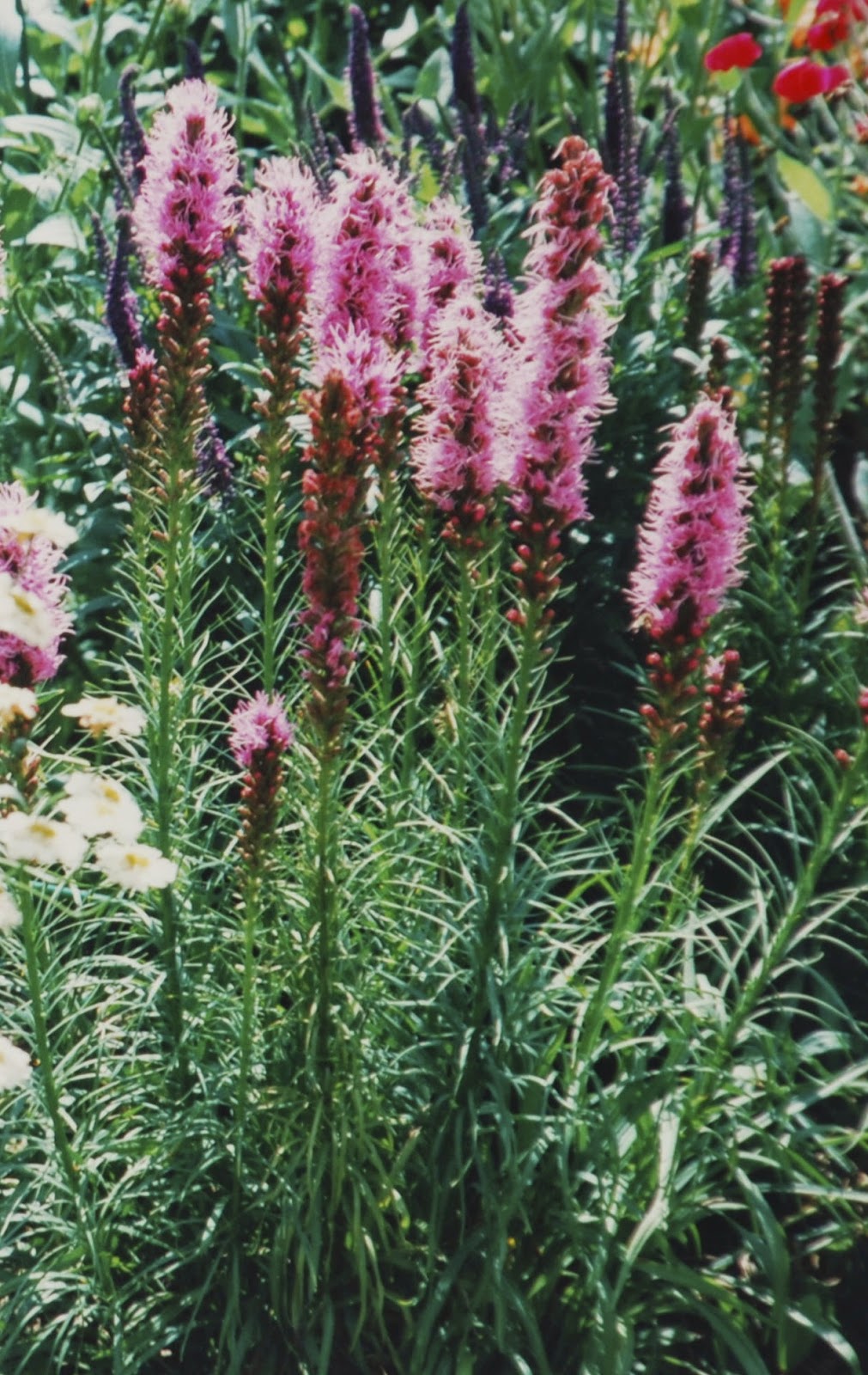 Bickenbach Blumen Prachtscharte
