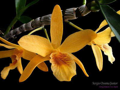 Orquídea Dendrobium Stardust 'Chiyomi'