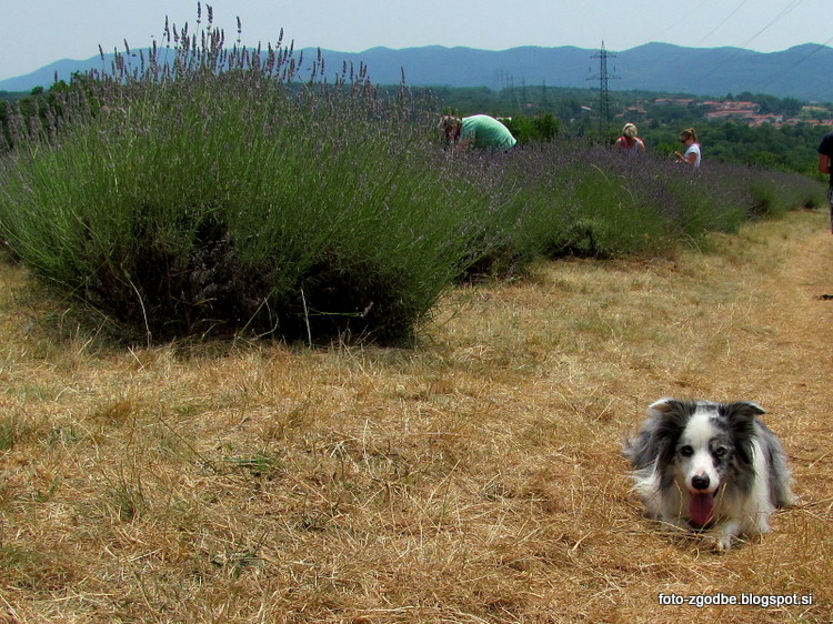 Ivanji Grad na Krasu, Festival sivke Border Collie