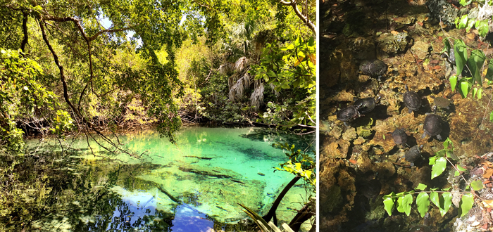 Reserva ecológica: Ojos indigenas, water, beach, punta cana, nature, ecoturism, caribeña. carrebean, turtle