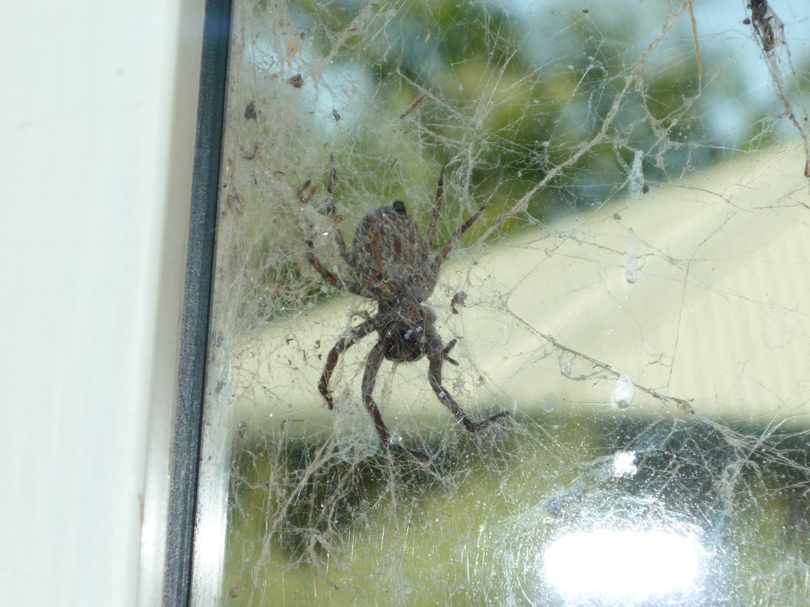 spiders in glass houses