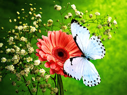 butterfly flower wallpapers nature colors pink butterflies flowers backgrounds pc pretty desktop background colorful rose amazing colourful nice gorgeous without
