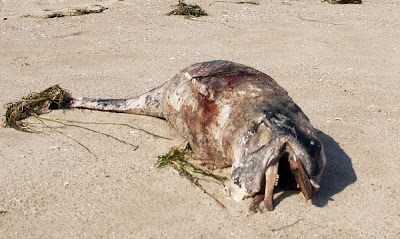 Общият брой на мъртвите делфини по родното Черноморие от началото на тази година е 59